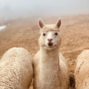 Wellness alpaca - Bonny on the pasture